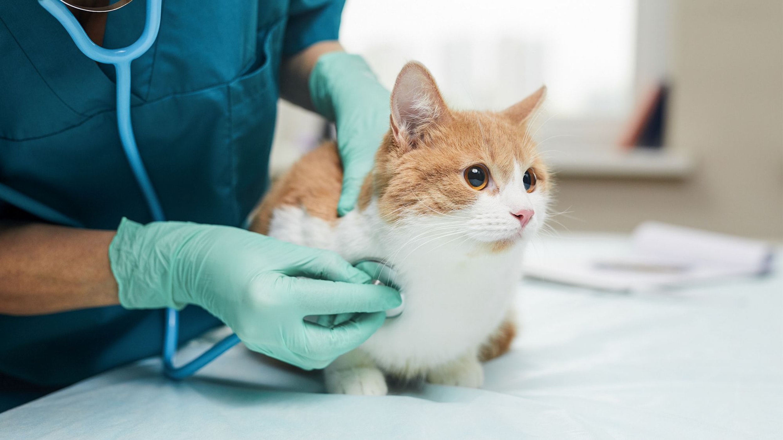 vf-issuelanding-vet-checking-heartbeat-of-brown-and-white-cat